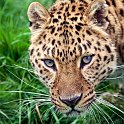 slides/IMG_8582.jpg wildlife, feline, big cat, cat, predator, fur, spot, amur, siberian, leopard, eye, whisker WBCW82 - Amur Leopard